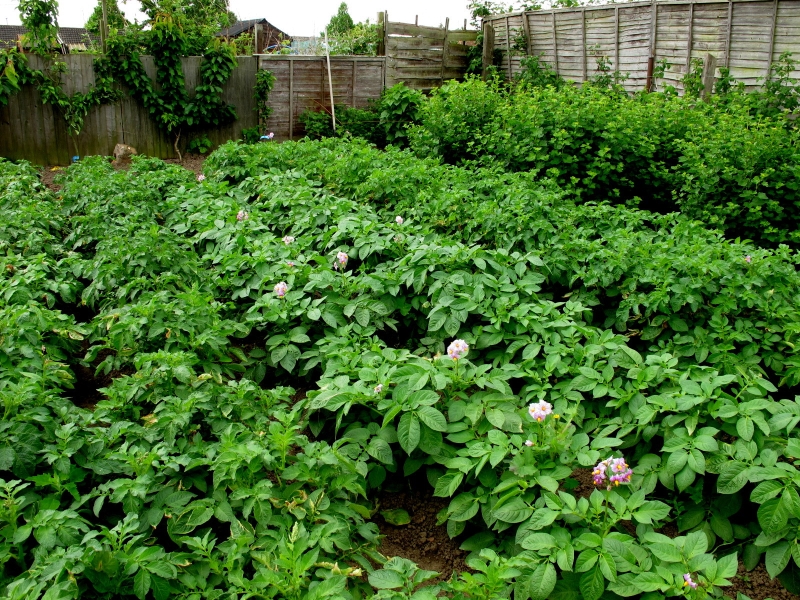 Willoughby Road Allotments